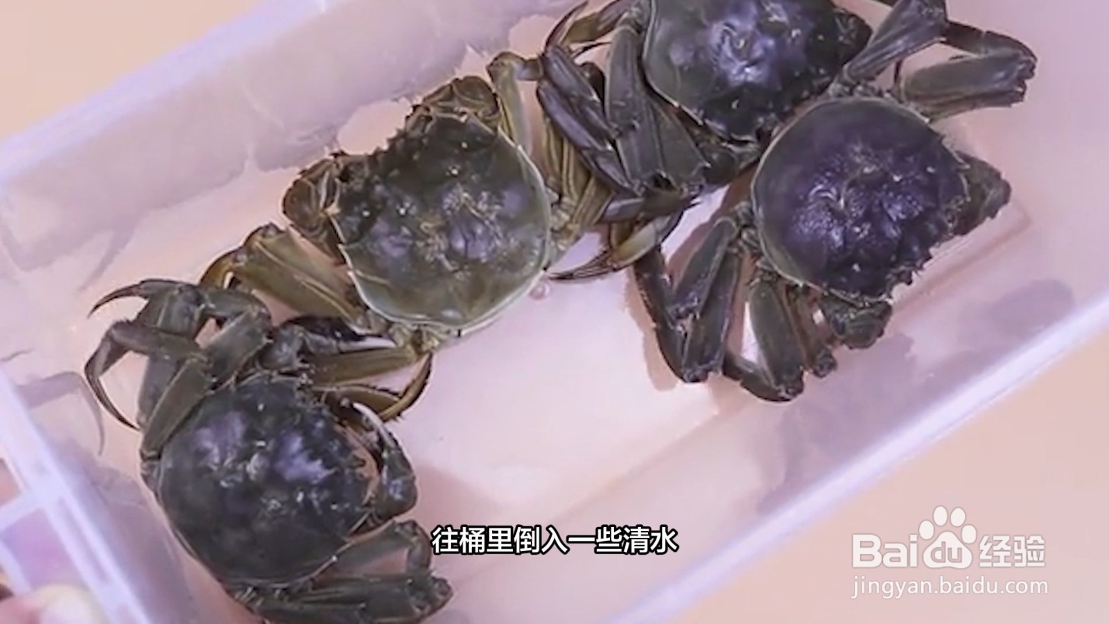 怎样保存大闸蟹