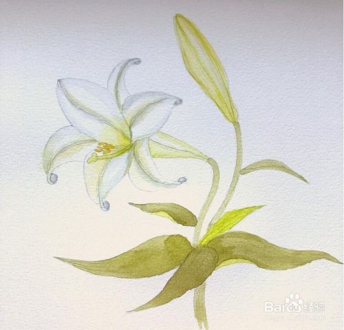 简单的水彩画教程 水彩画百合花步骤图解 百度经验 简单的水彩画教程 水彩画百合花步骤图解 百度经验