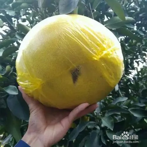 文旦柚怎么挑选