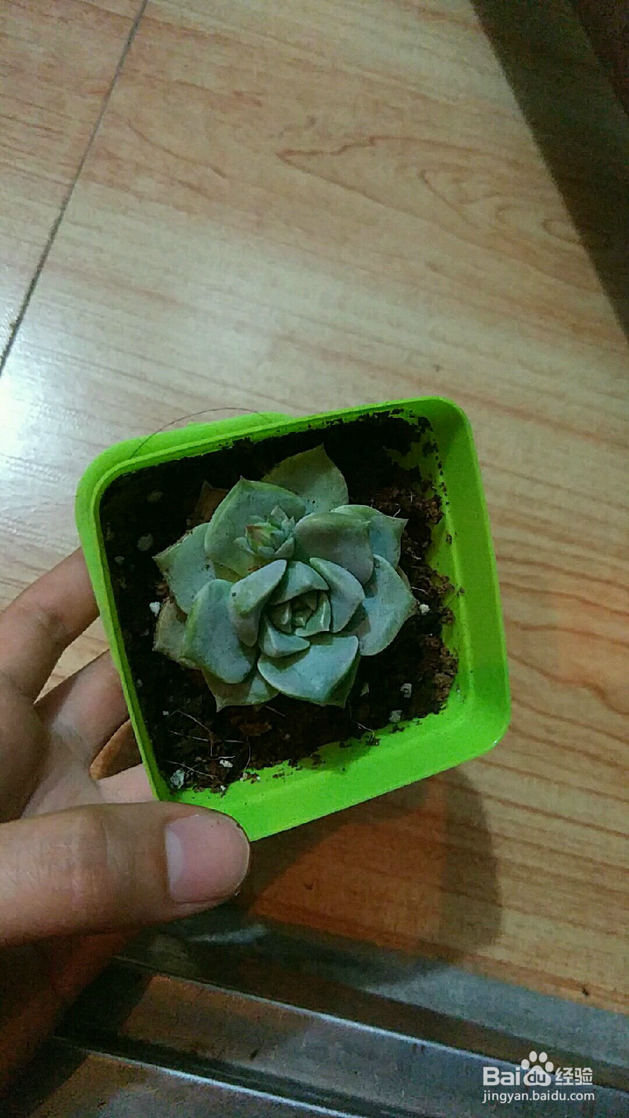 多肉植物怎么种(养)