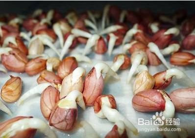 哪些植物发芽后能吃哪些不能吃