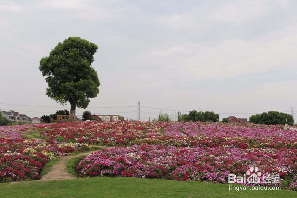 上海旅游攻略之周浦花海