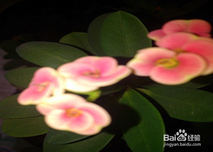 儿童拍摄植物有什么好处