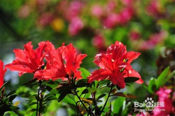 杜鹃花怎么养？