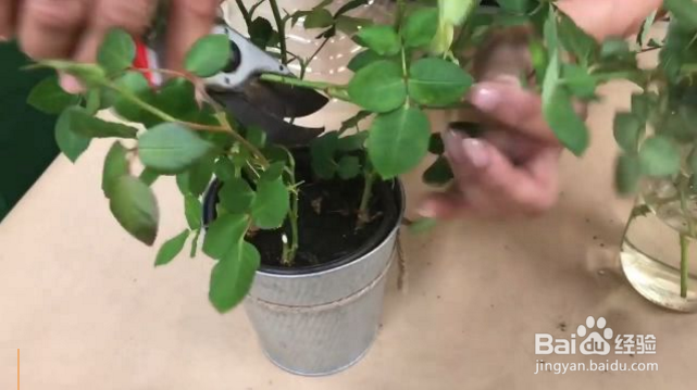 在家怎么栽种一盆美美的玫瑰？