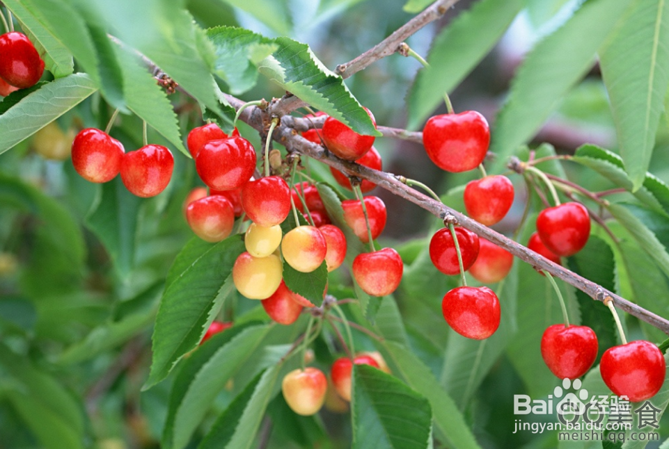 2013年青岛樱桃节旅游