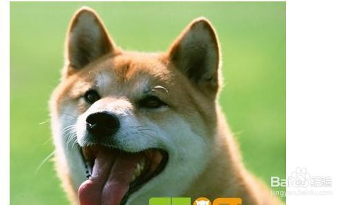 柴犬怎么训练上厕所