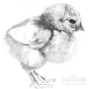 如何学习素描——素描小鸡的绘画教程