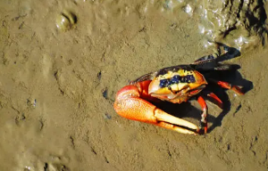 动物逃离危险的方法