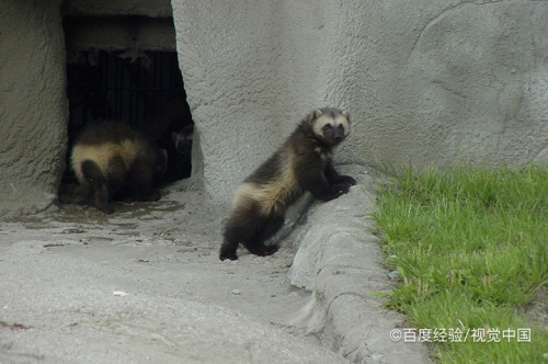 獾子吃玉米地怎麼辦