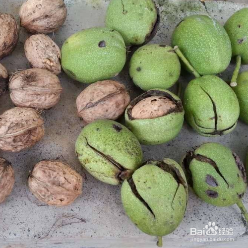 新鲜核桃怎样晾晒