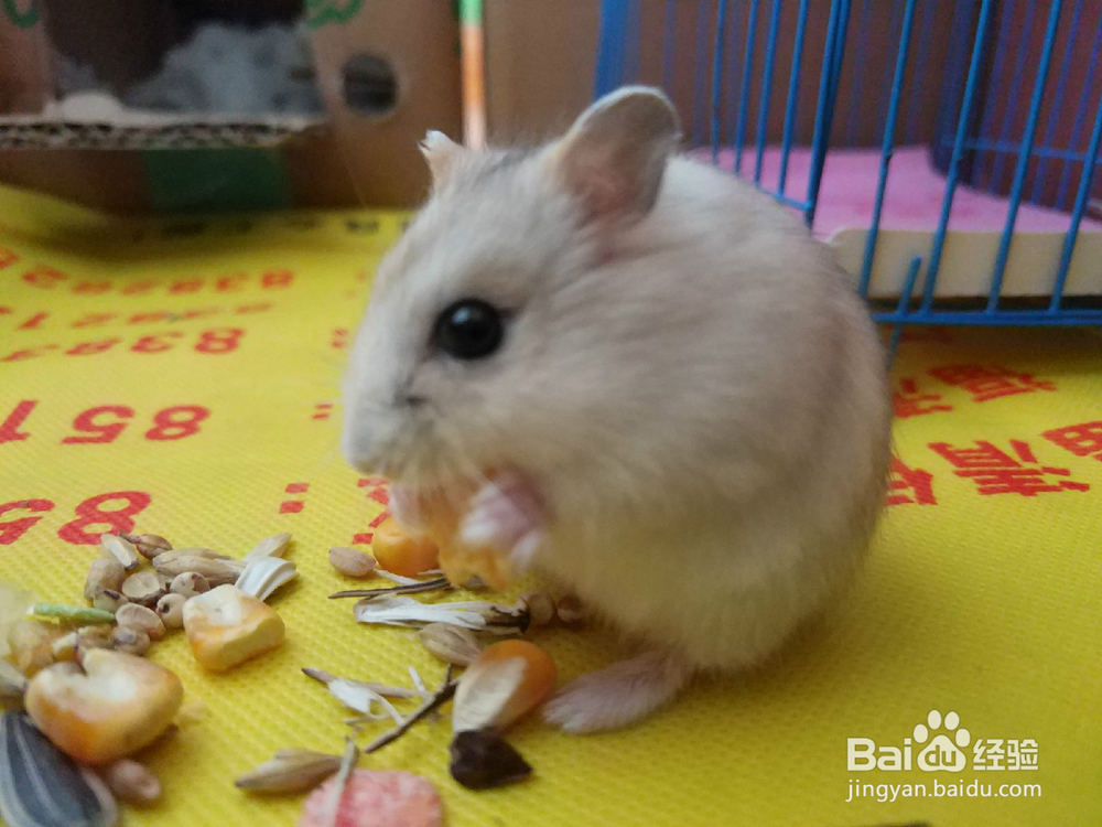新手如何养仓鼠
