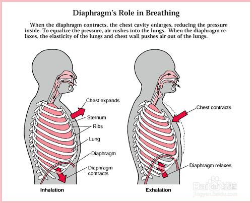 横隔膜的呼吸方法 百度经验