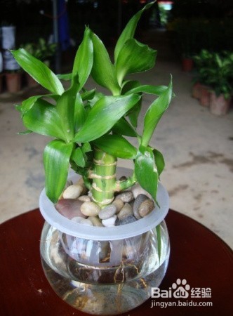 如何才能养好富贵竹（水培植物）