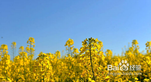 国内最美赏花地