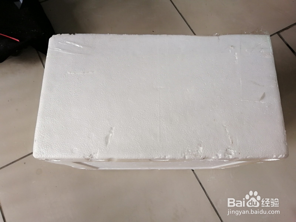 如何用泡沫箱同时养睡莲和溪鱼