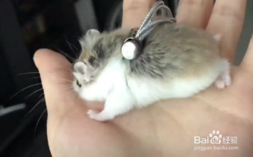 如何做一个简易的仓鼠牵引绳