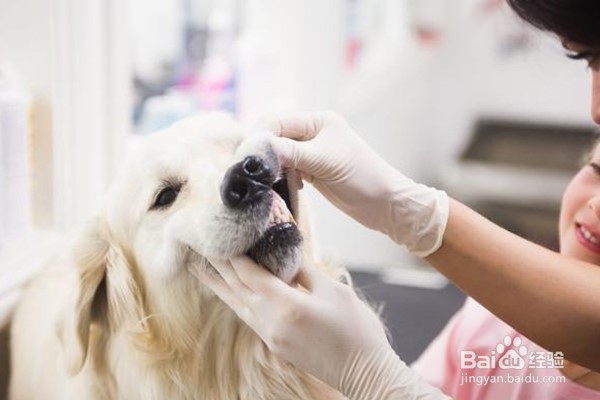 宠物为什么突然腹泻铲屎官要如何应对