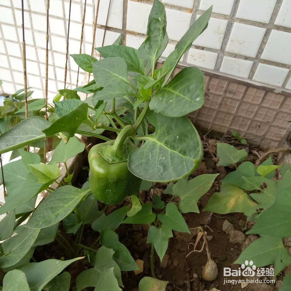 怎样将阳台变成私家小菜园