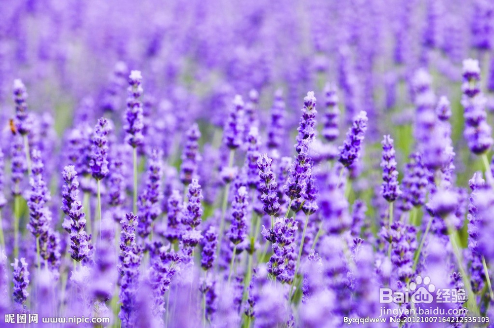 各种花茶作用大全,养颜保健美体