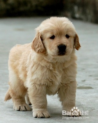 去除狗狗体臭的方法