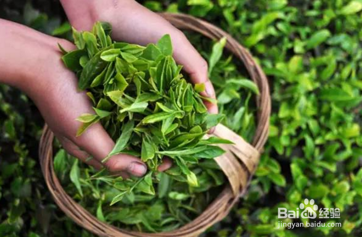 怎么创建一个茶叶品牌?