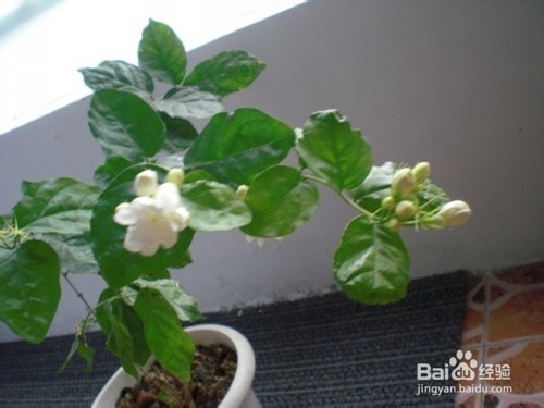 盆栽茉莉花怎么养