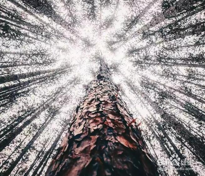 摄影拍植物，咋构图，能显得“不俗”？