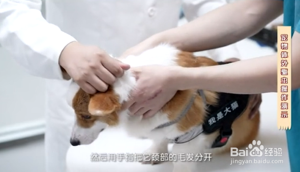 如何给宠物正确的驱虫