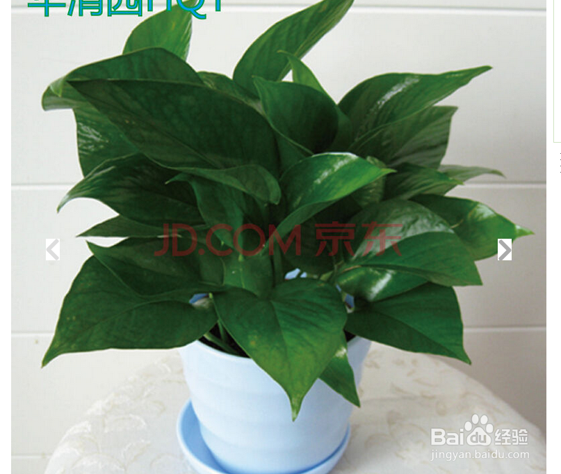 新房装修如何除甲醛、净化空气