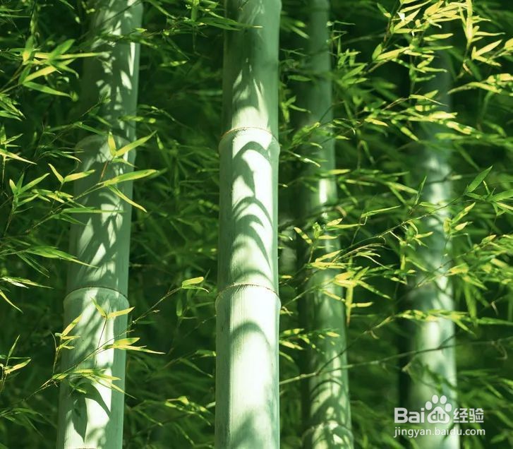 挖笋的技巧和方法