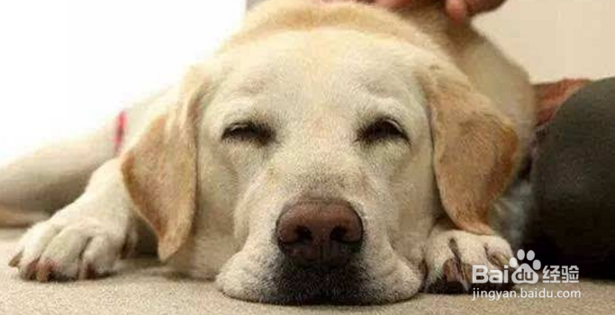 狗狗几岁开始衰老，衰老的表现有哪些？