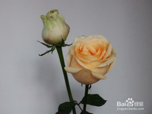 11支香槟玫瑰有什么含义？