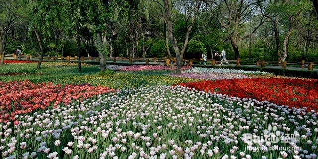 组团来许昌鄢陵,来浪漫步庭玫瑰农庄团餐超值