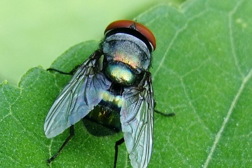 苍蝇为什么喜欢大便