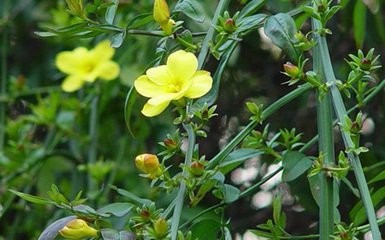 怎样养护盆栽迎春?