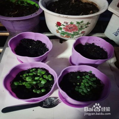 猫爪花怎么养