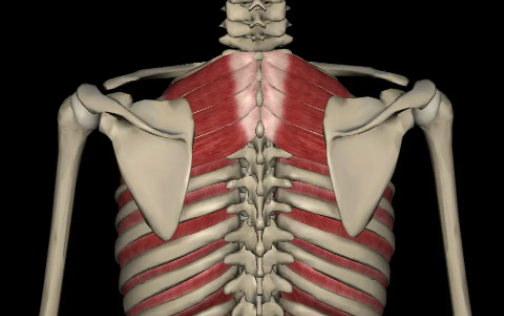 琵琶骨和蝴蝶骨的区别是什么