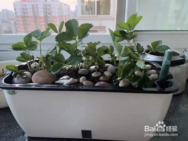 只用1个花盆,草莓长得吃不完