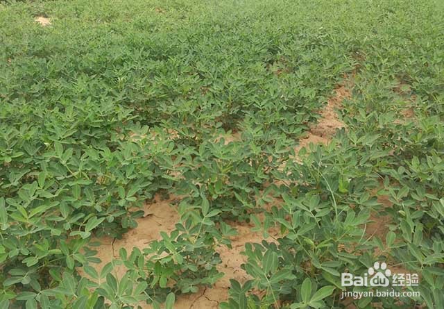 花生黄叶的原因及花生黄叶的防治方法
