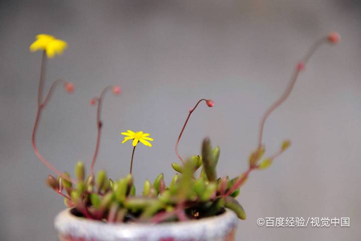 紫乐多肉夏天怎么养