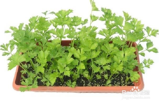 芹菜对身体的健康益处