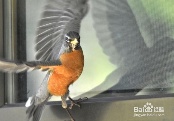 怎样防止鸟啄窗玻璃