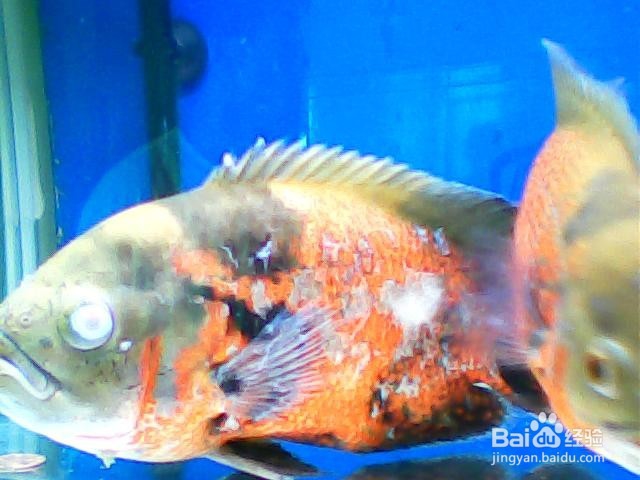 地图鱼怎样养殖养殖