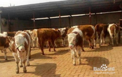 怎样养牛长得快