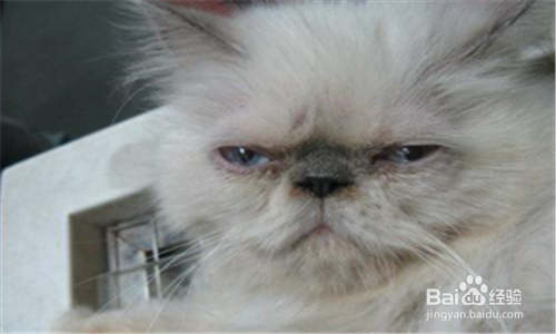 猫疥螨病如何快速治疗