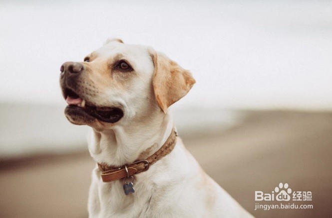 怎么样去掉家具上的狗狗毛