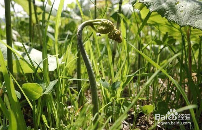 蕨菜的功效作用及危害