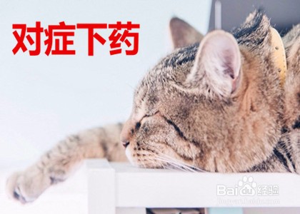 猫咪精神不好食欲不振怎么办