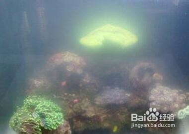 鱼缸水起白雾怎么解决